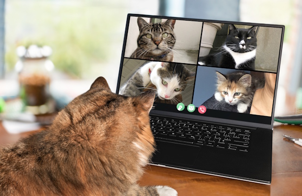 Remote meetings can be tough